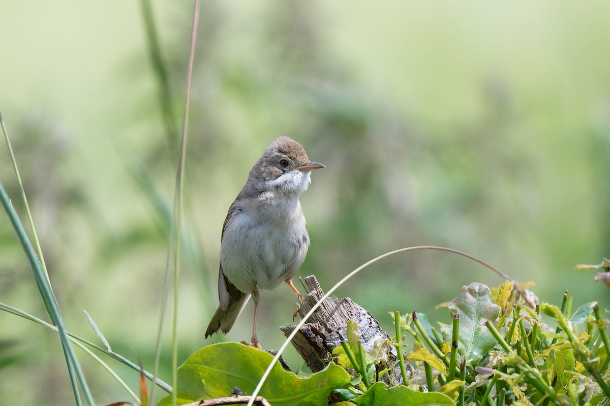 Greater Whitethroat - ML620612784