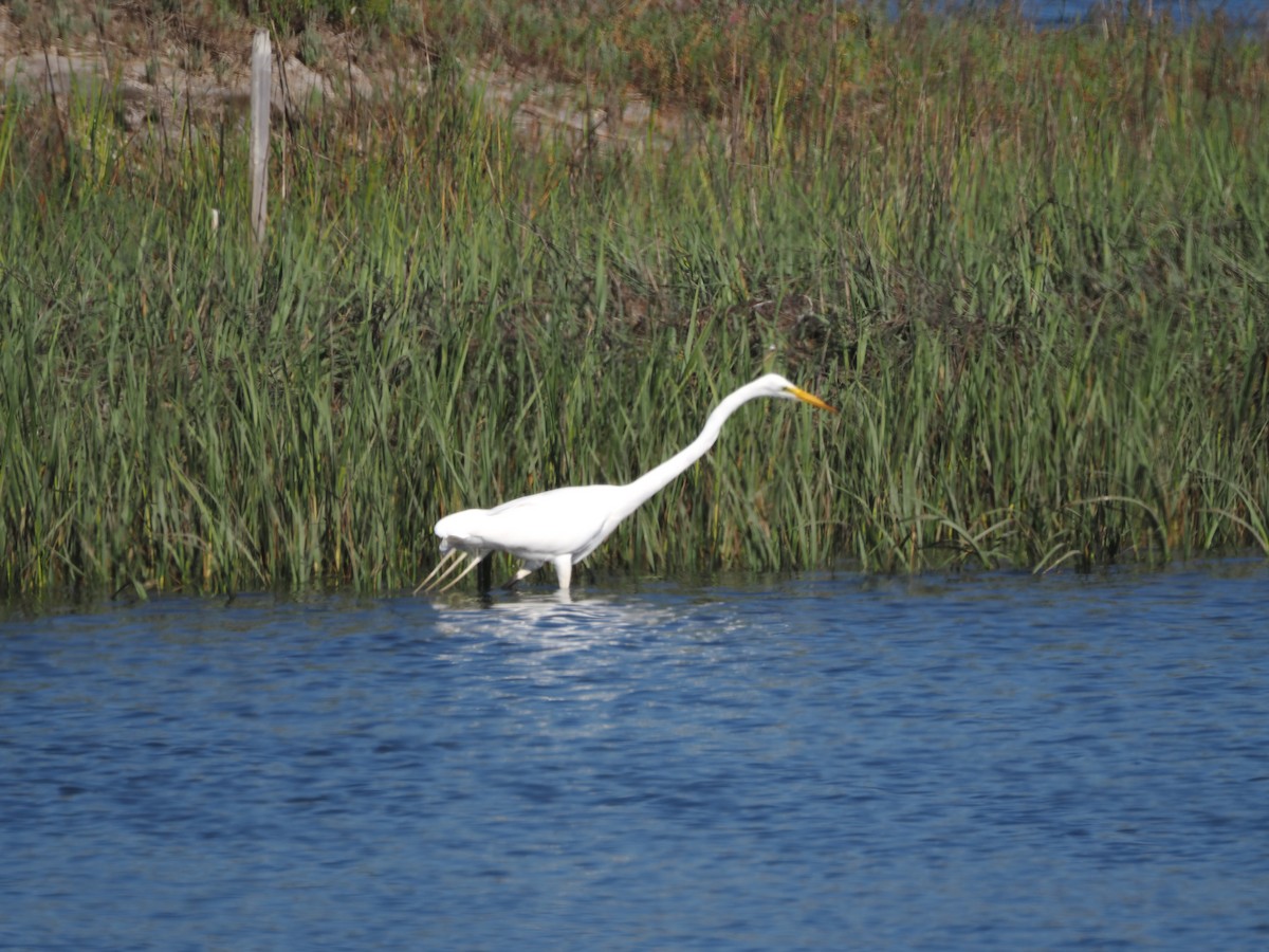 Great Egret - ML620612785