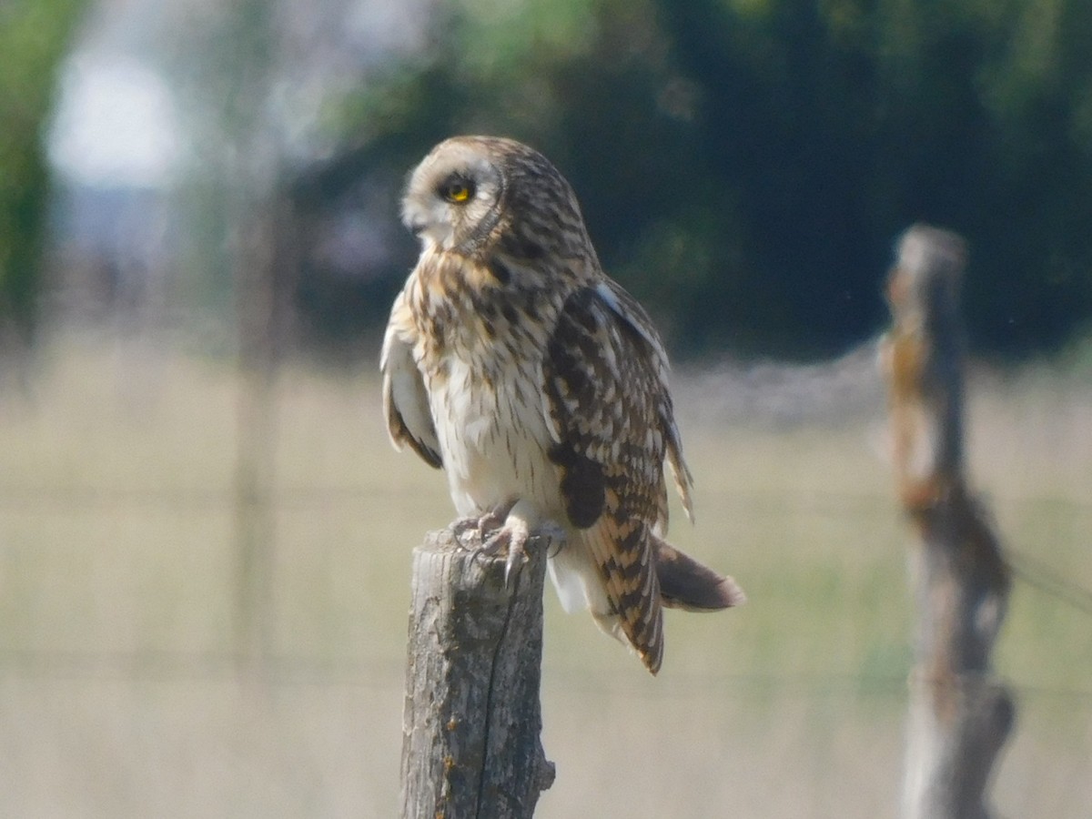 Short-eared Owl - ML620612787