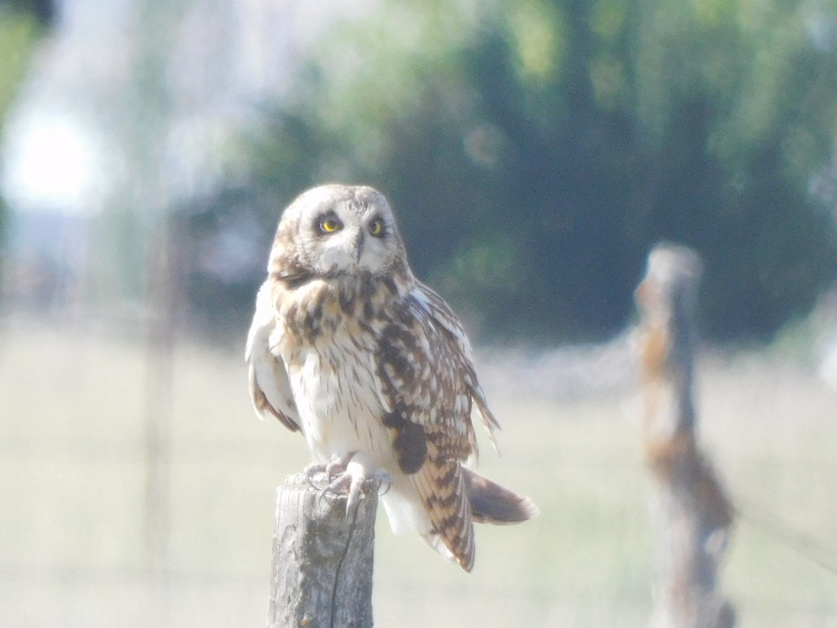 Short-eared Owl - ML620612788