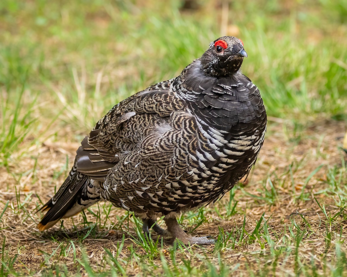 tetřívek kanadský [skupina canadensis] - ML620612789