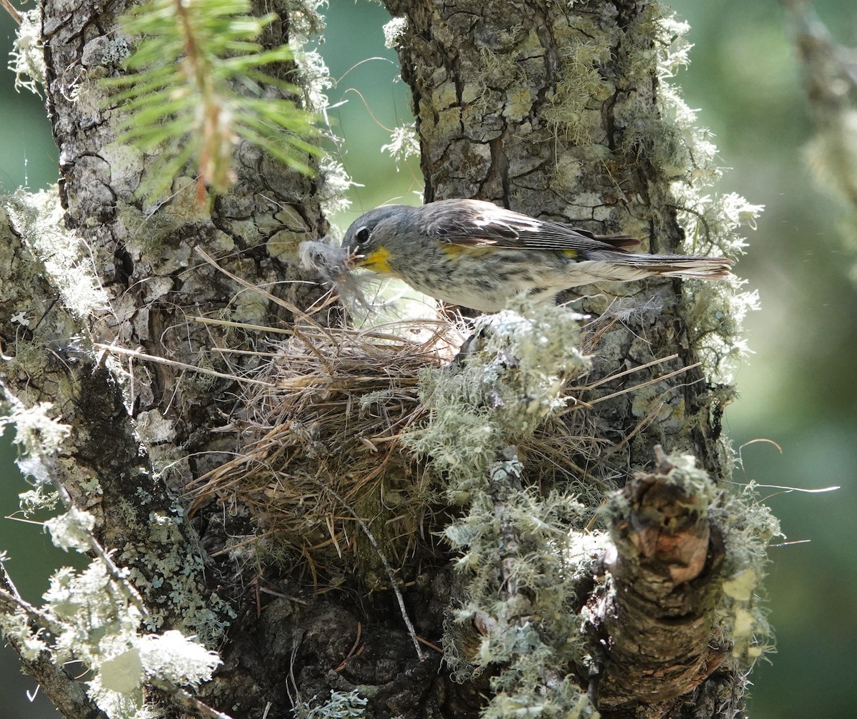 Yellow-rumped Warbler (Audubon's) - ML620612790