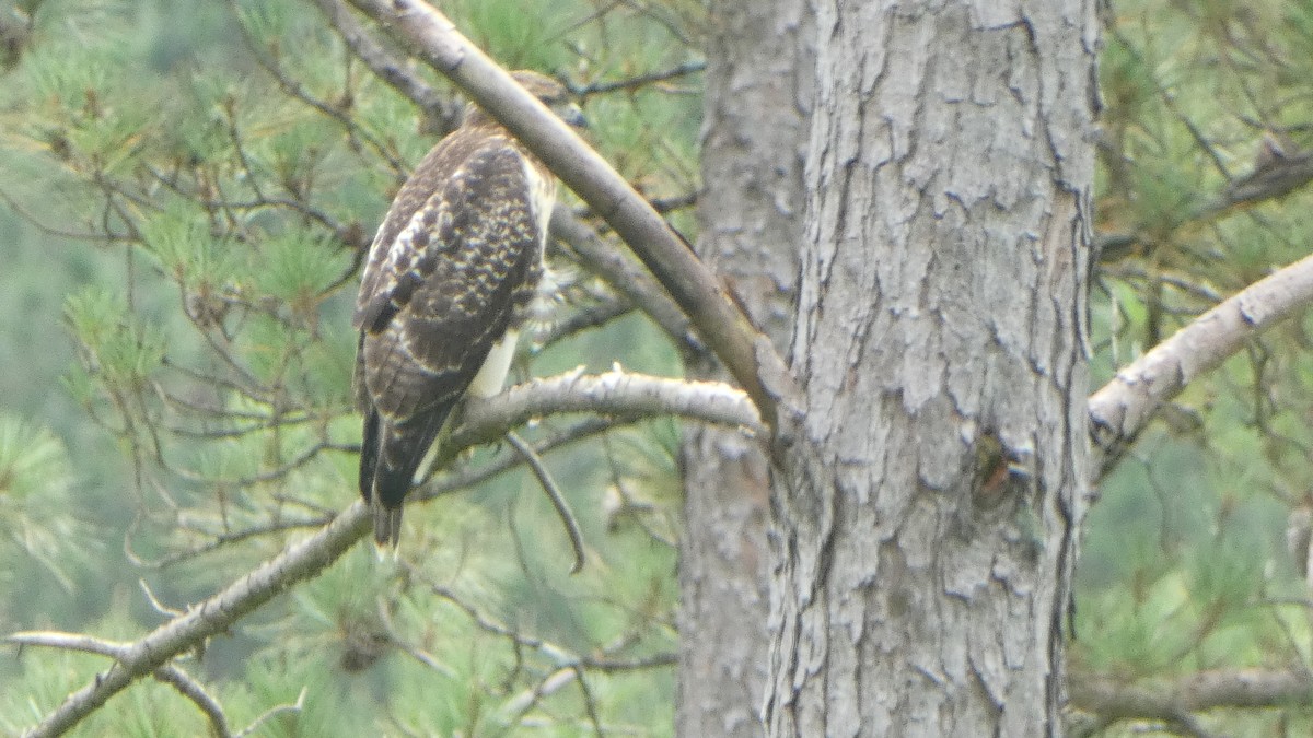 Red-tailed Hawk - ML620612791