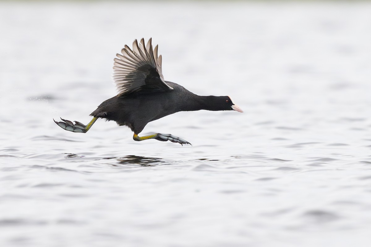 Eurasian Coot - ML620612792