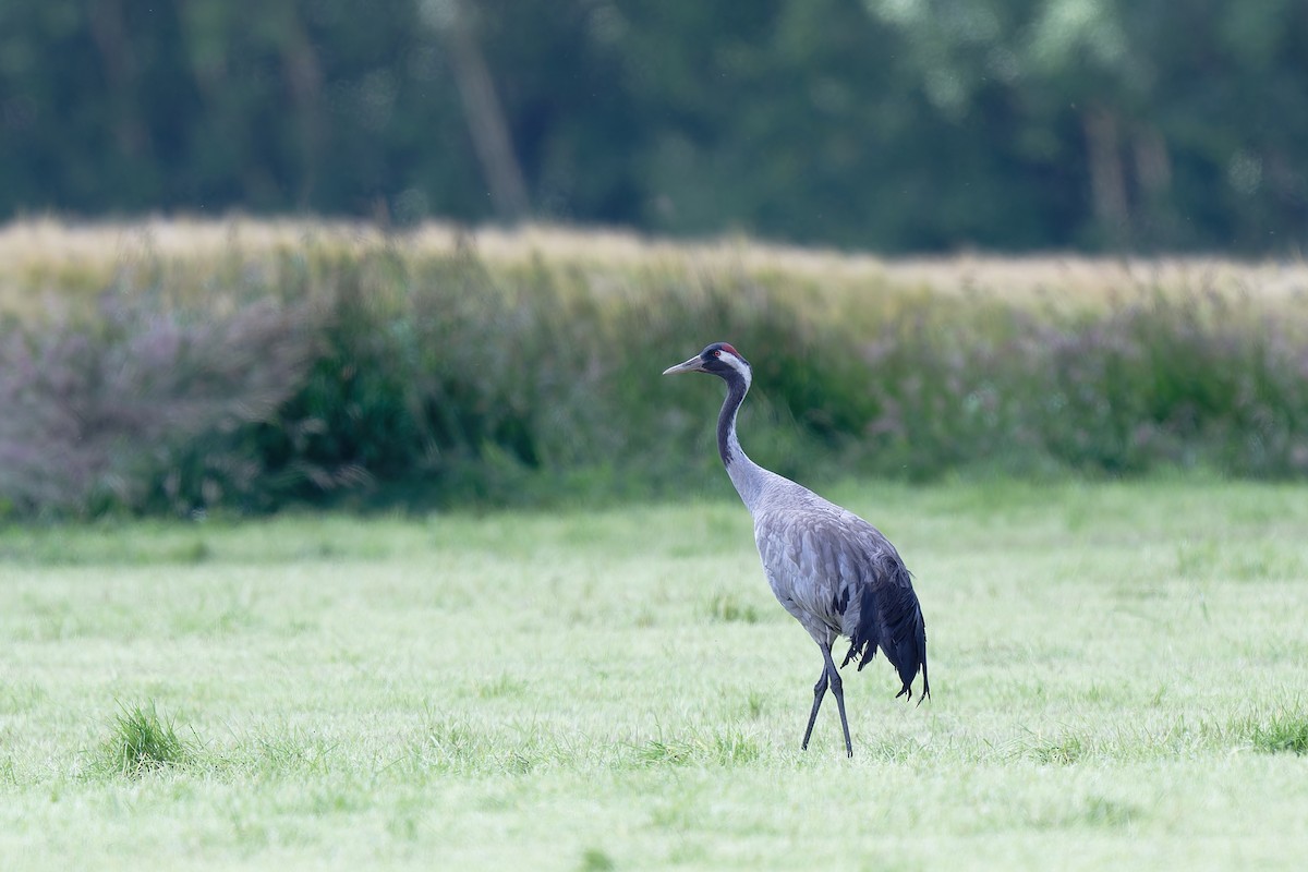 Common Crane - ML620612793