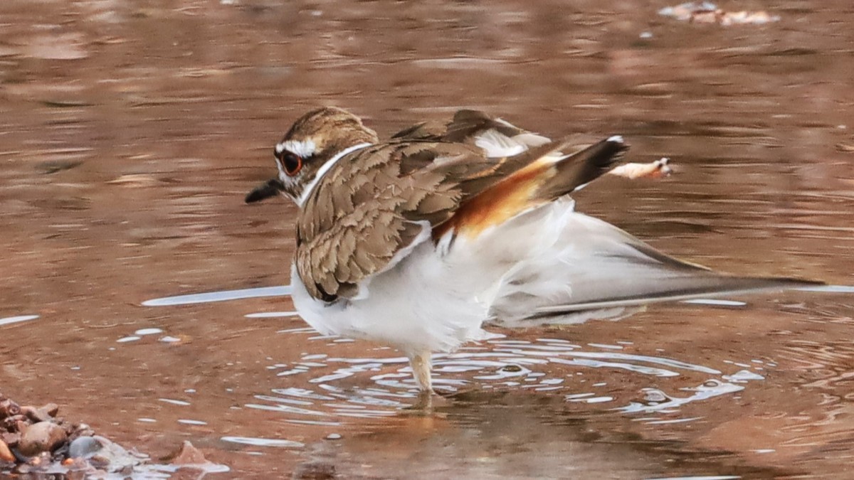 Killdeer - ML620612794