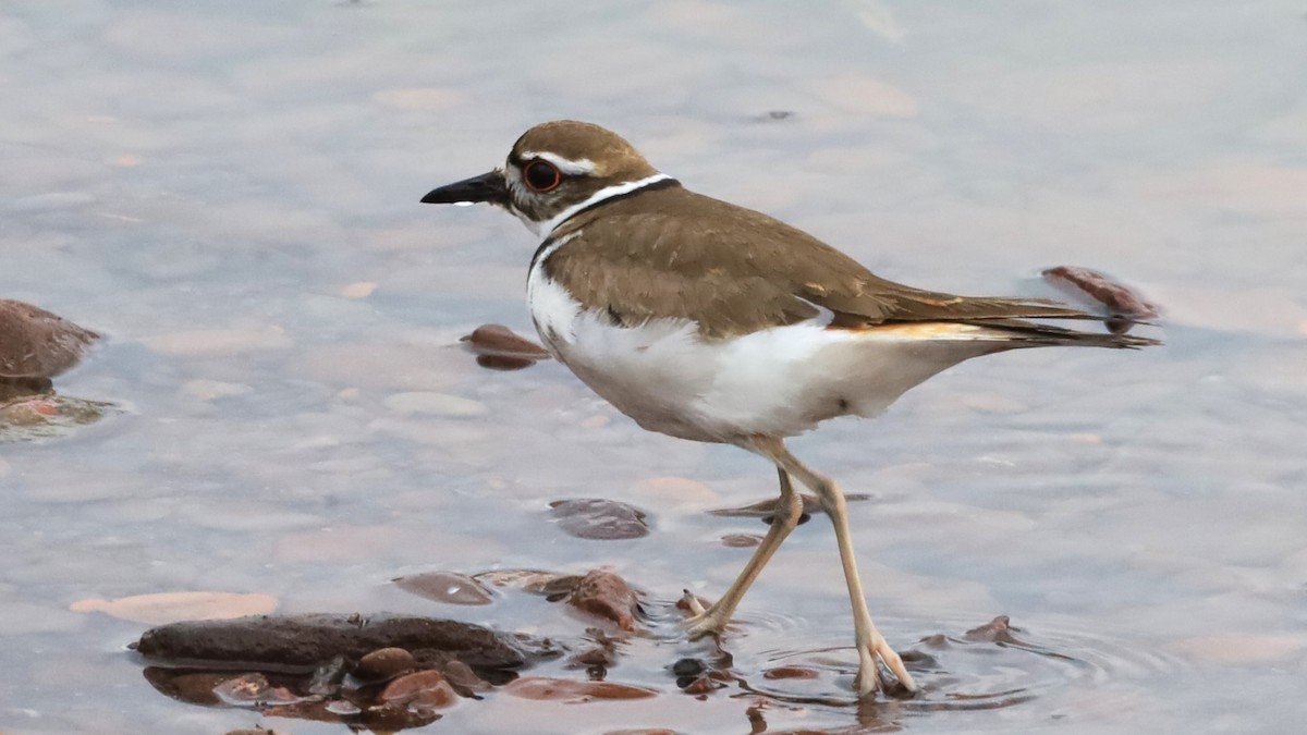 Killdeer - ML620612795