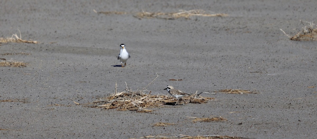 Least Tern - ML620612796