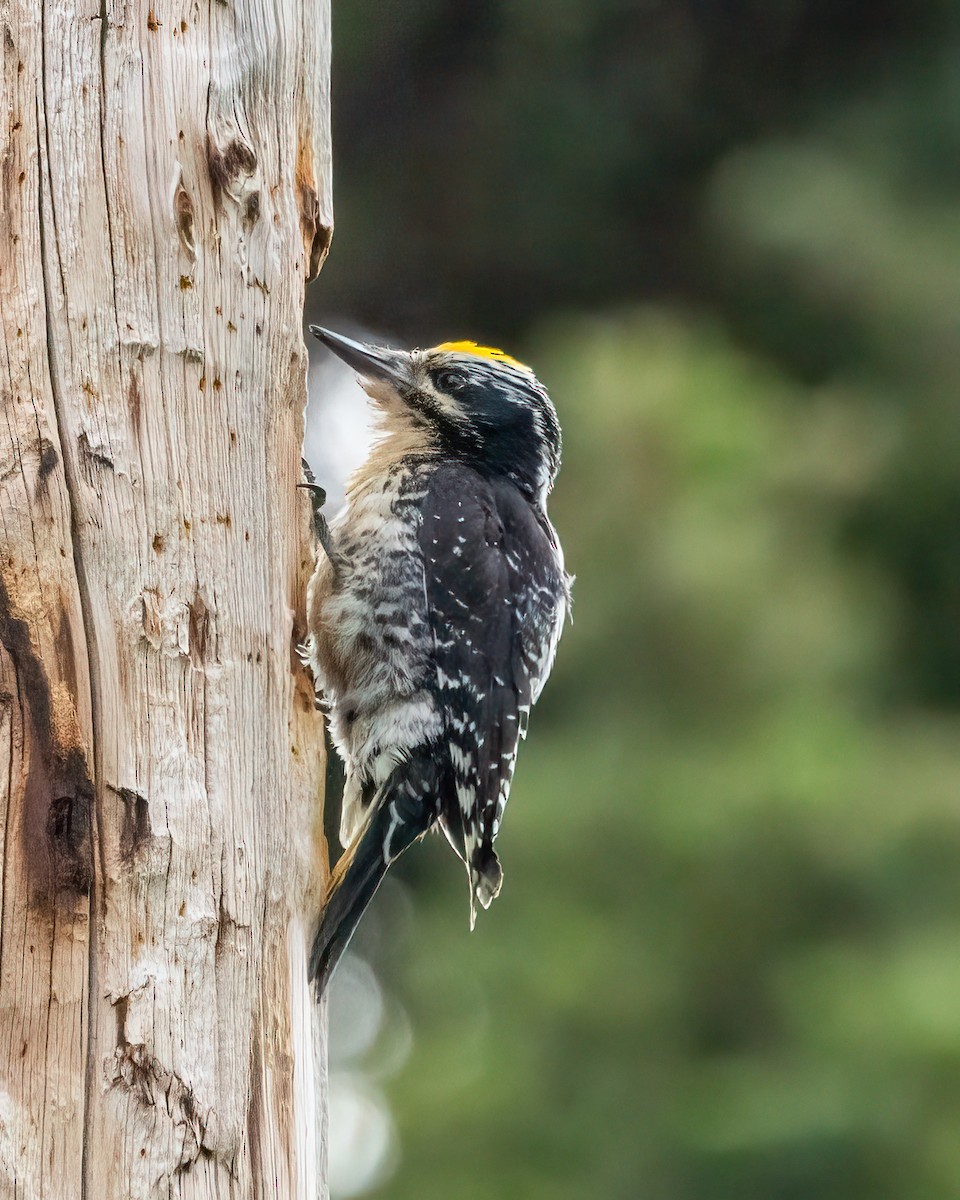 Американский трёхпалый дятел (fasciatus) - ML620612803