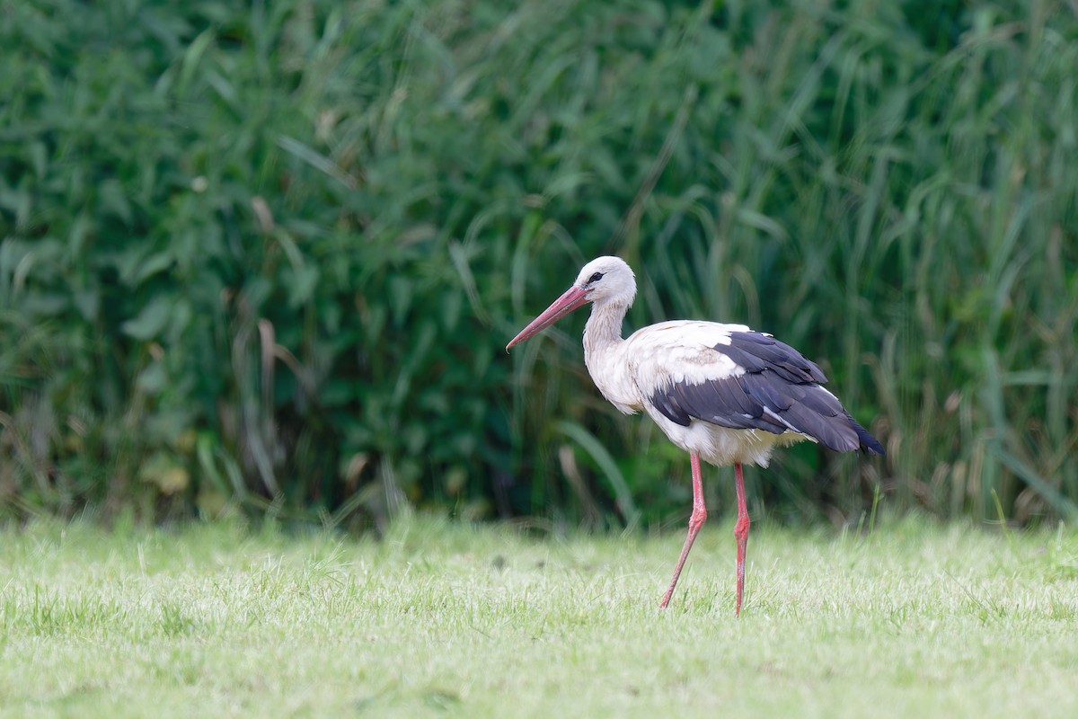 White Stork - ML620612805