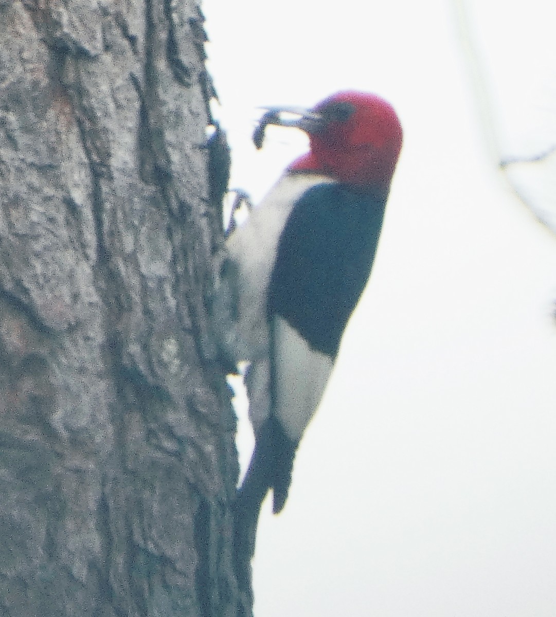 Red-headed Woodpecker - ML620612807