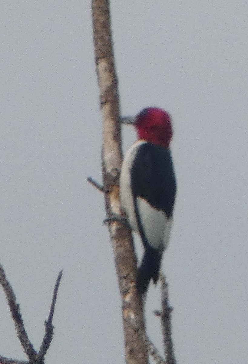 Red-headed Woodpecker - John Pool