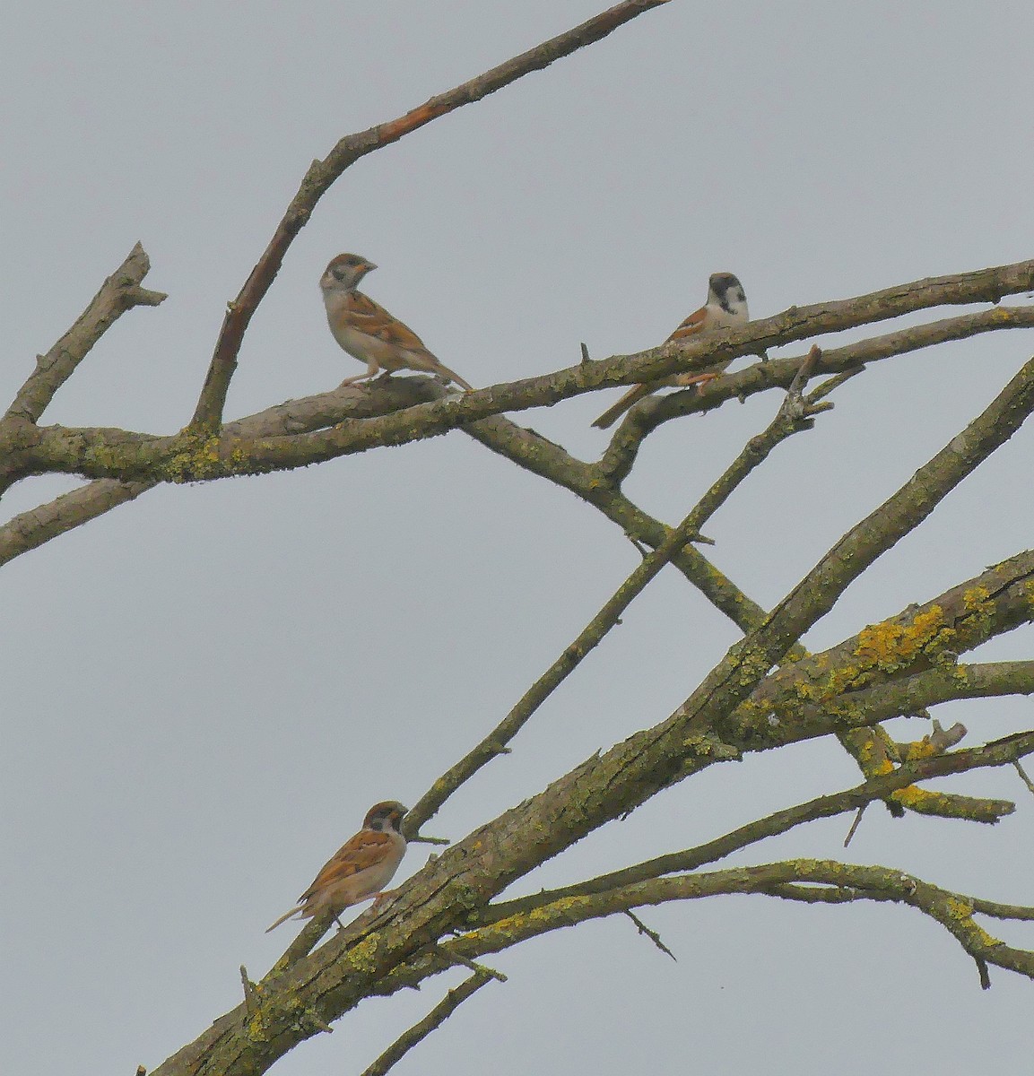 Eurasian Tree Sparrow - ML620612811