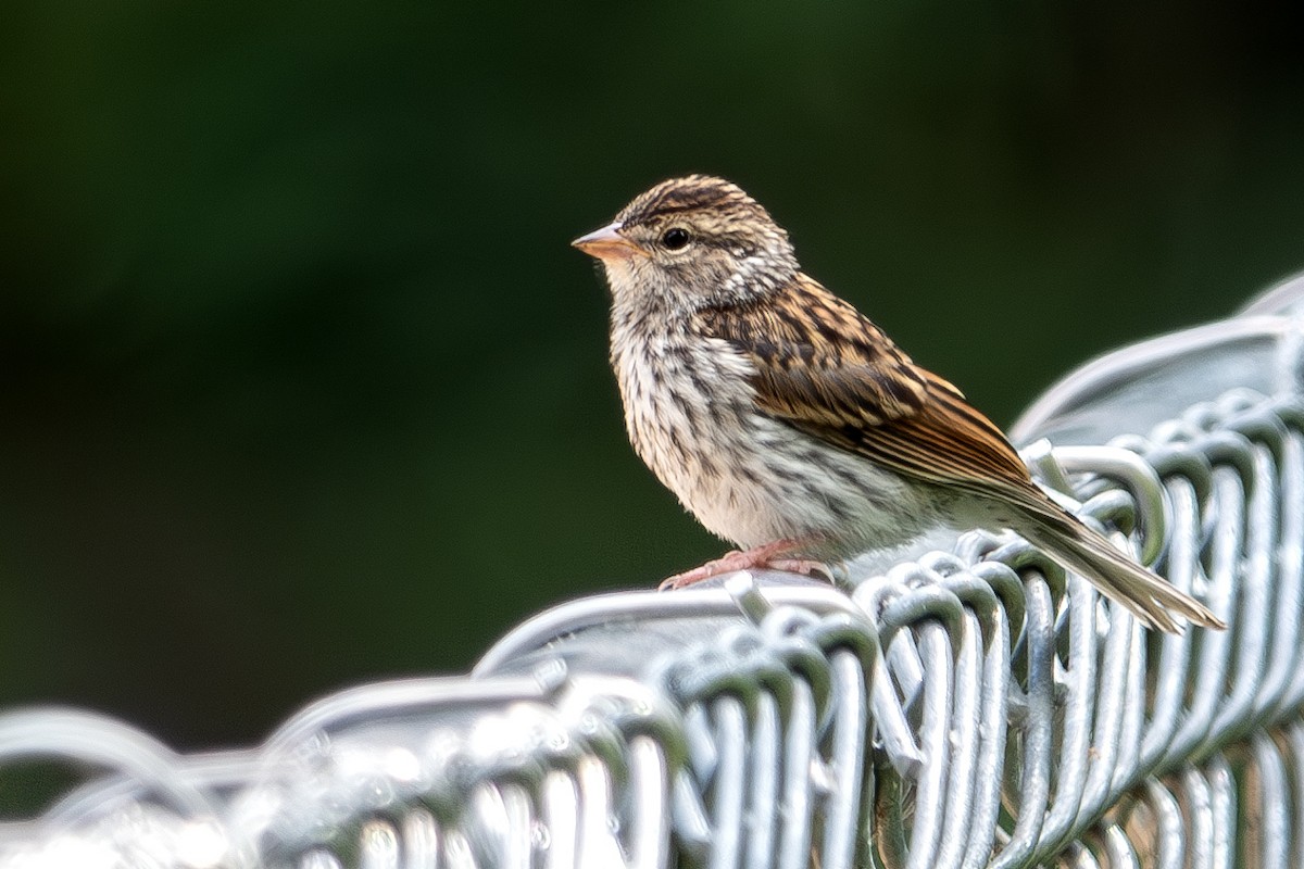 Chipping Sparrow - ML620612813