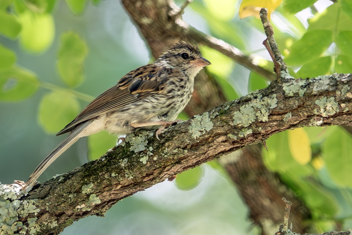 Chipping Sparrow - ML620612814