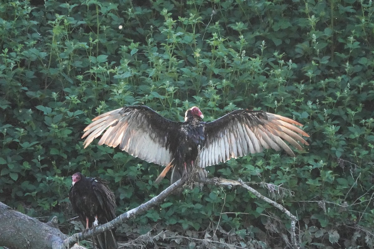 Turkey Vulture - ML620612815