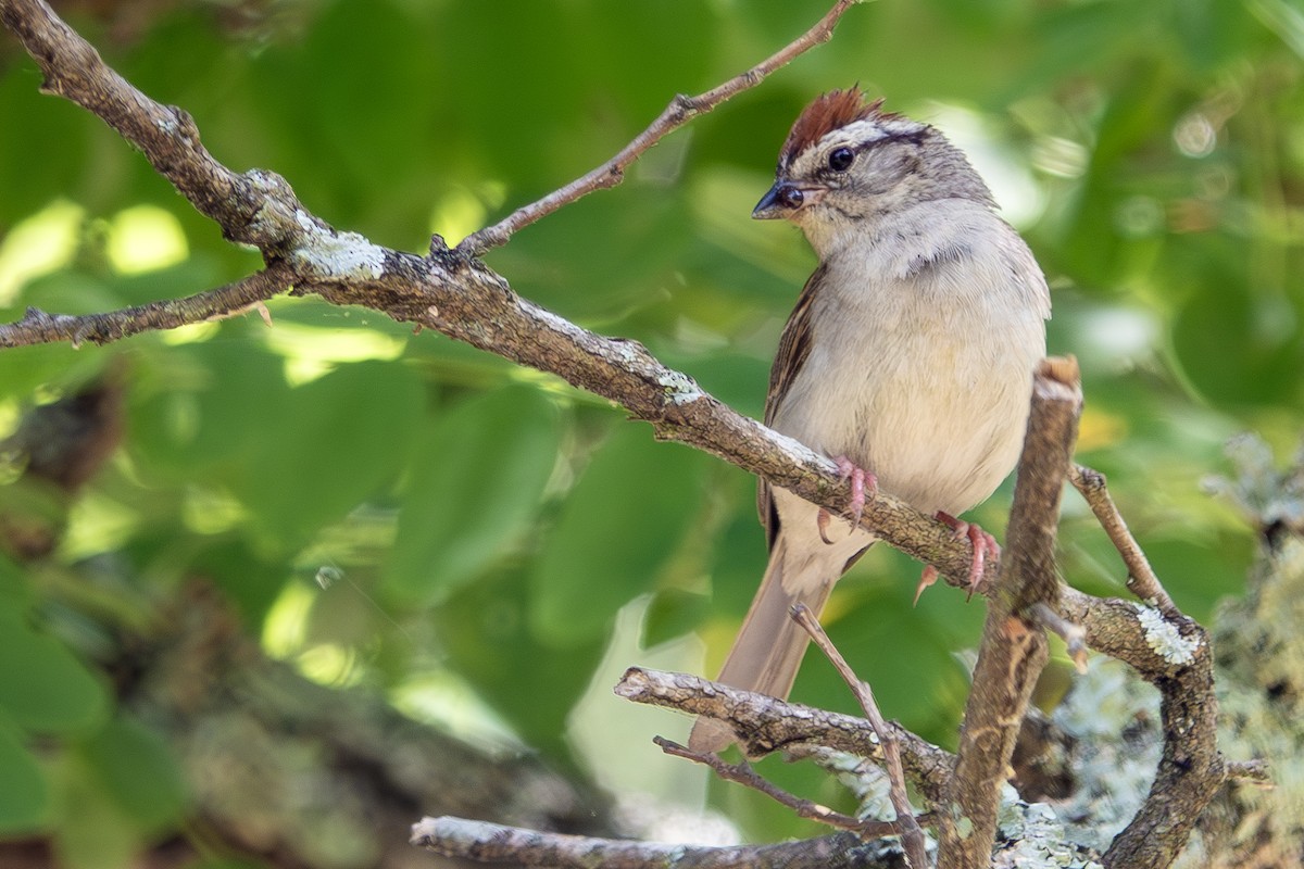 Chipping Sparrow - ML620612816