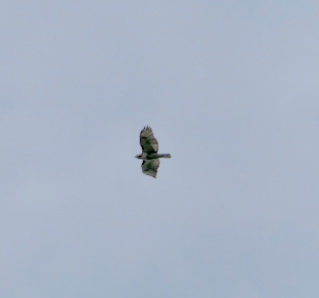 Red-tailed Hawk - ML620612817