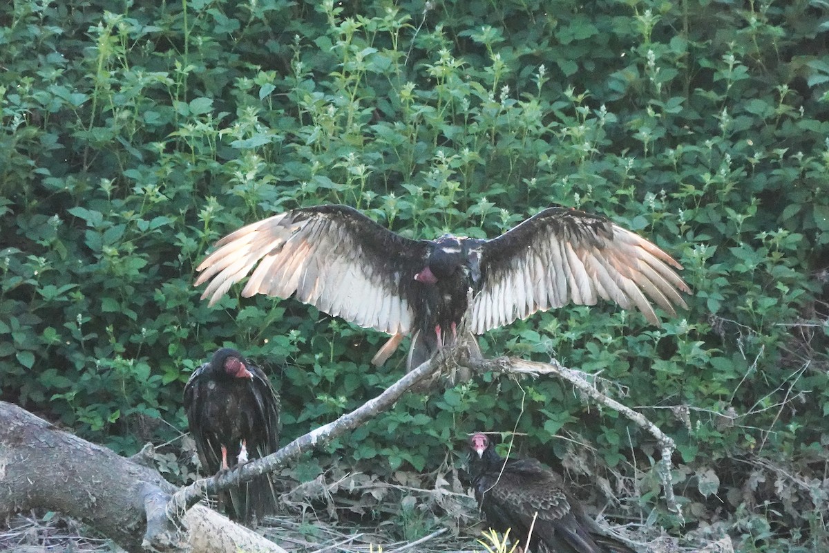 Turkey Vulture - ML620612818