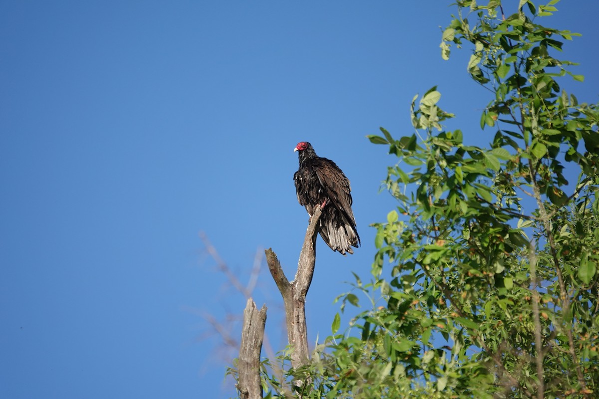 Urubu à tête rouge - ML620612819