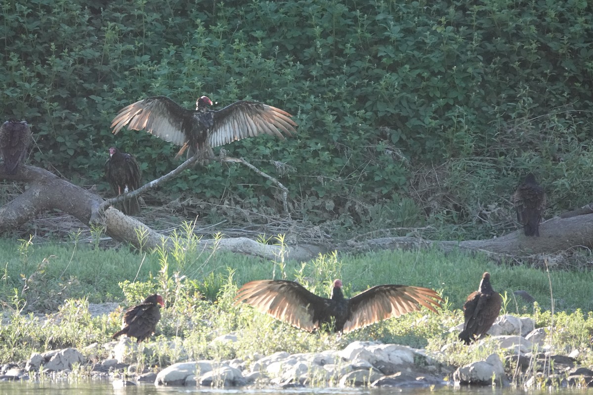 Turkey Vulture - ML620612820