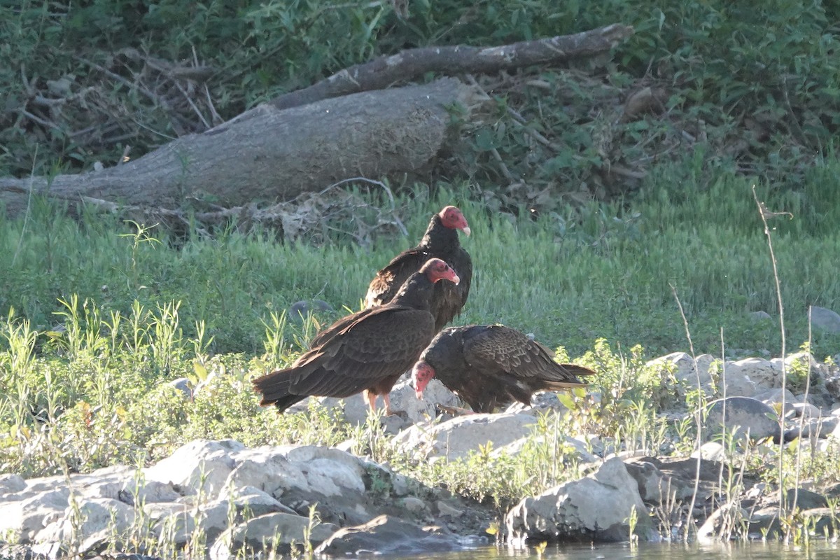 Turkey Vulture - ML620612821