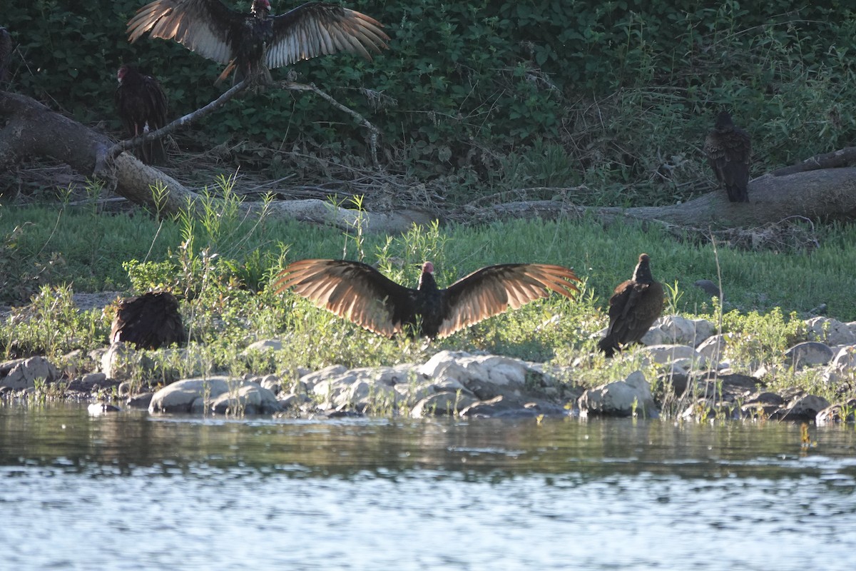 Turkey Vulture - ML620612823