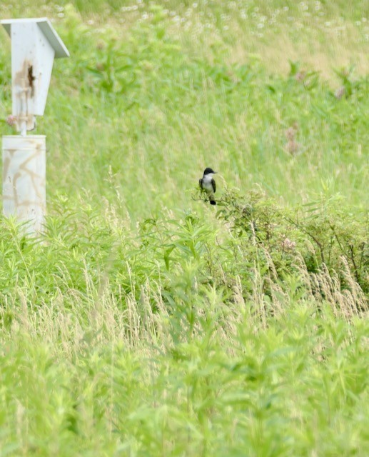 Eastern Kingbird - ML620612827