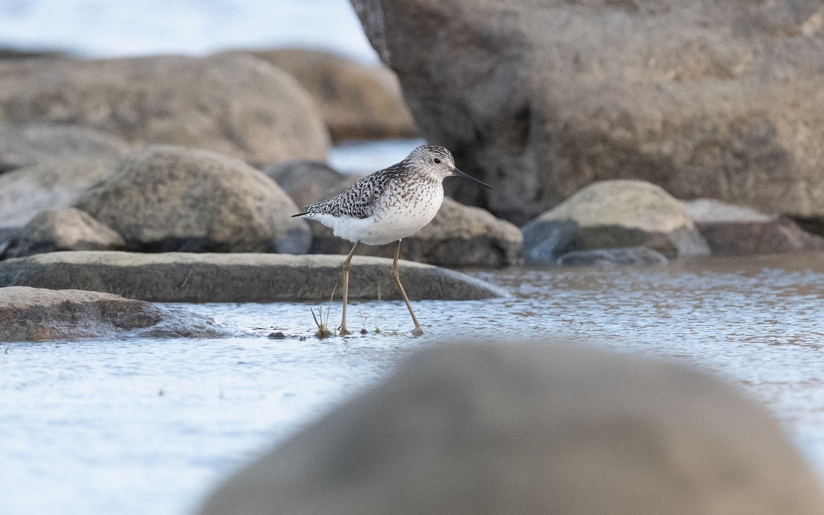 Marsh Sandpiper - ML620612829