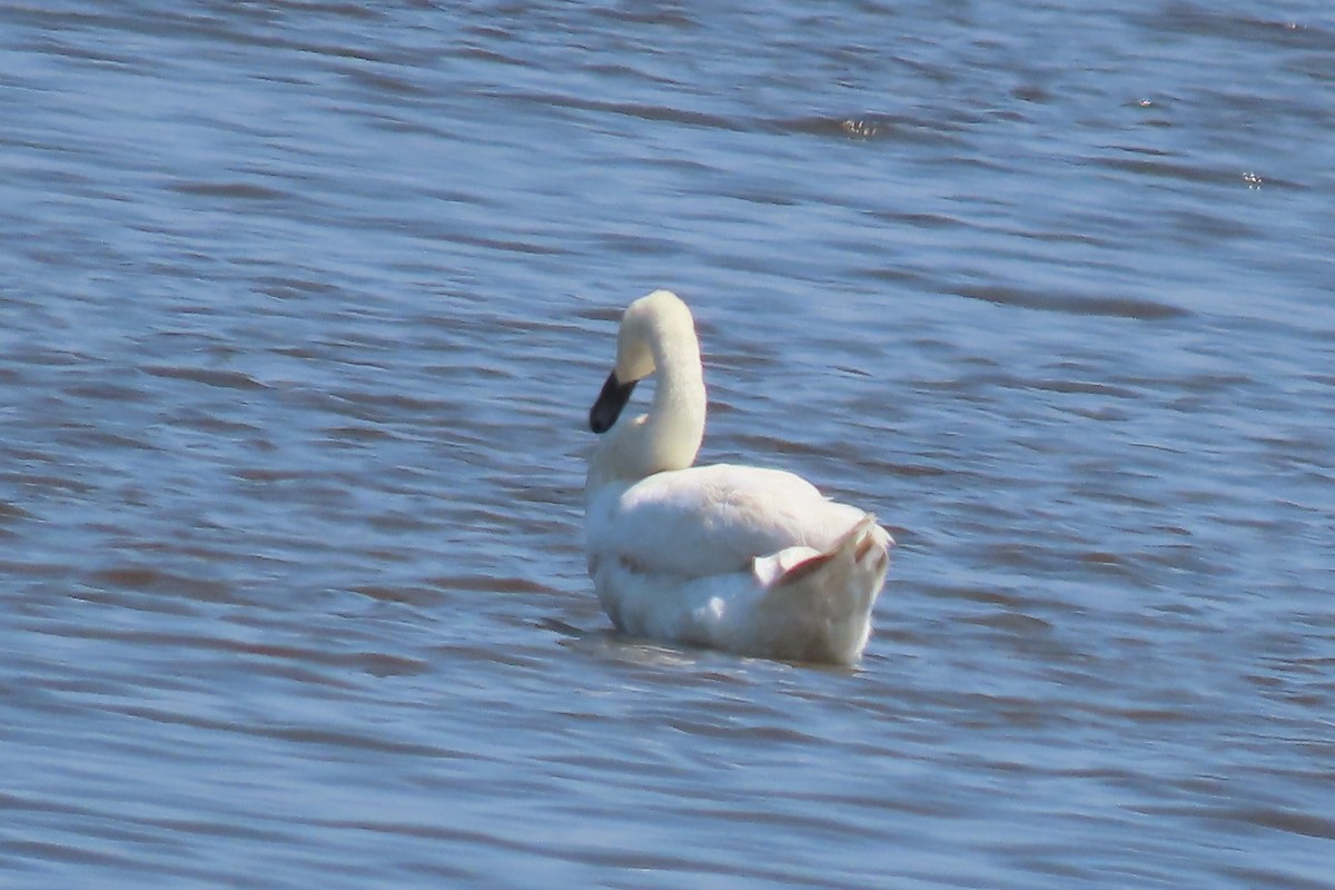 Mute Swan - ML620612831