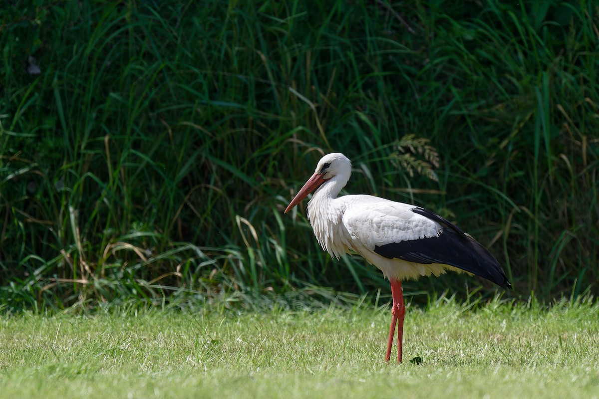 White Stork - ML620612837