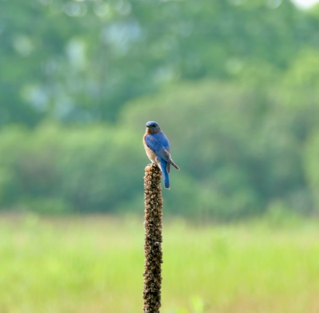 Eastern Bluebird - ML620612838