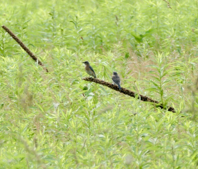 Eastern Bluebird - ML620612840