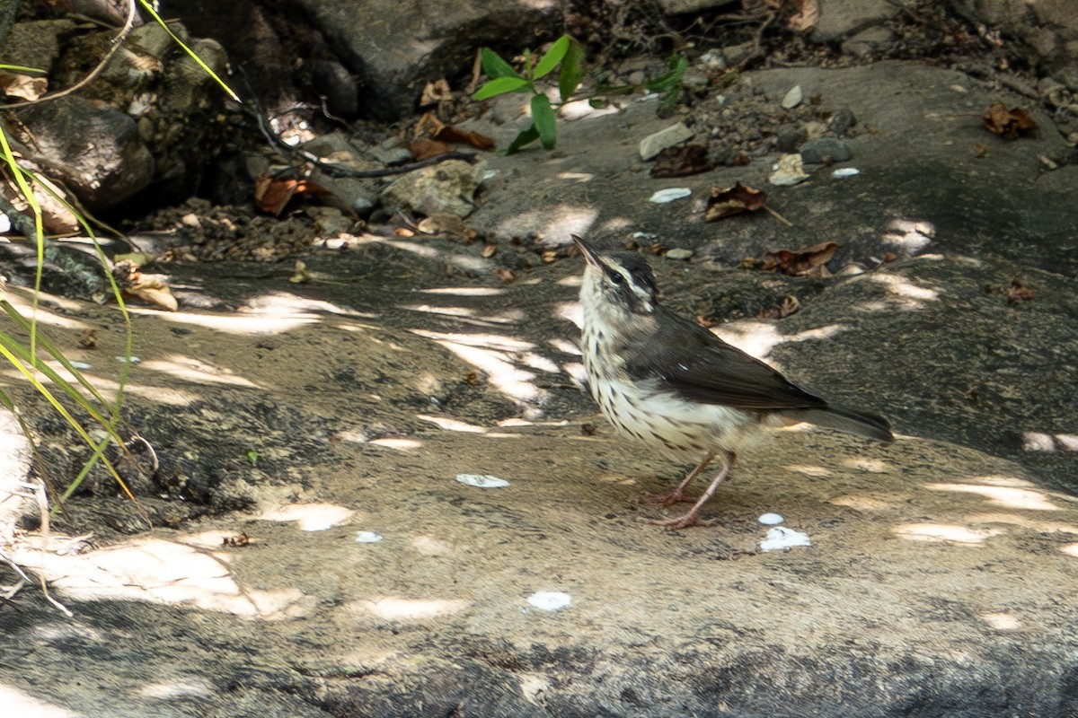 Louisiana Waterthrush - ML620612844