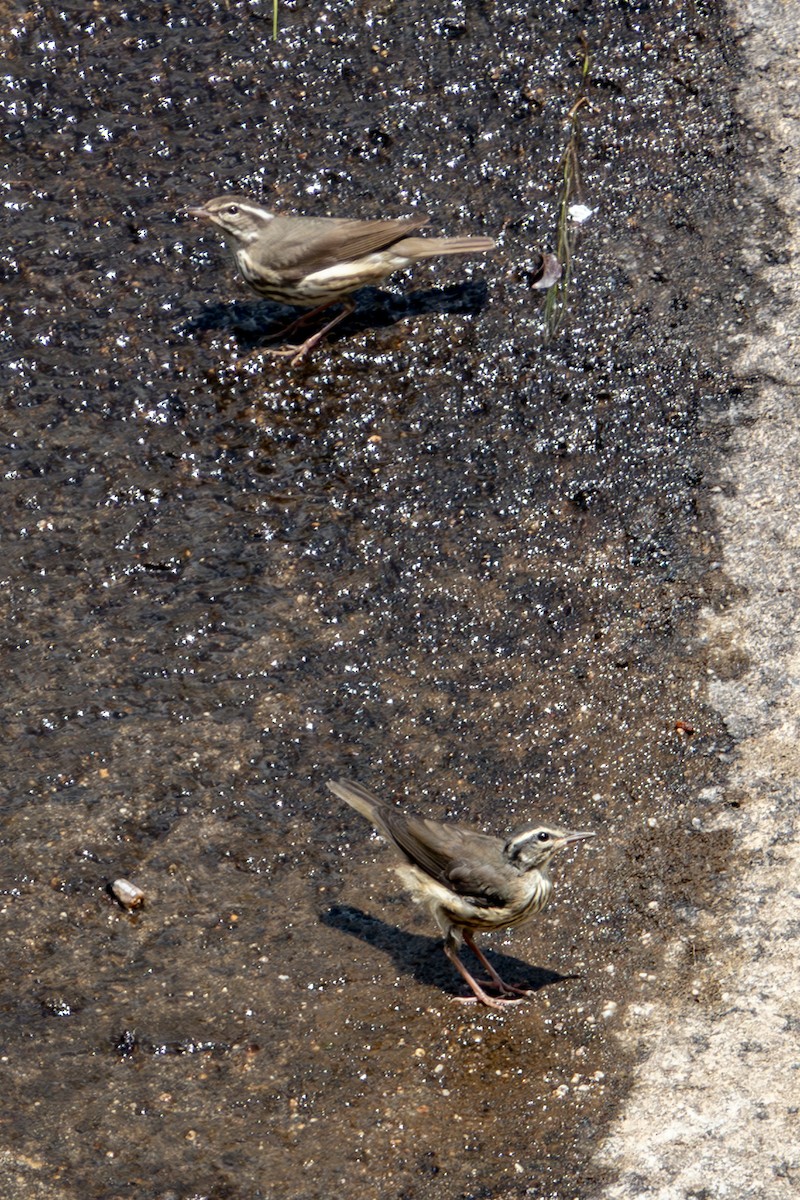 Louisiana Waterthrush - ML620612846