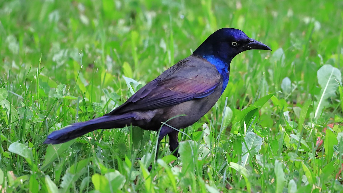 Common Grackle - ML620612848