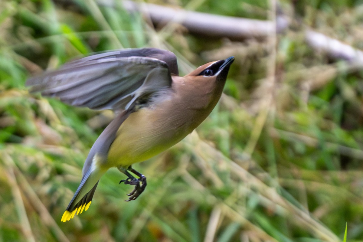 Cedar Waxwing - ML620612849