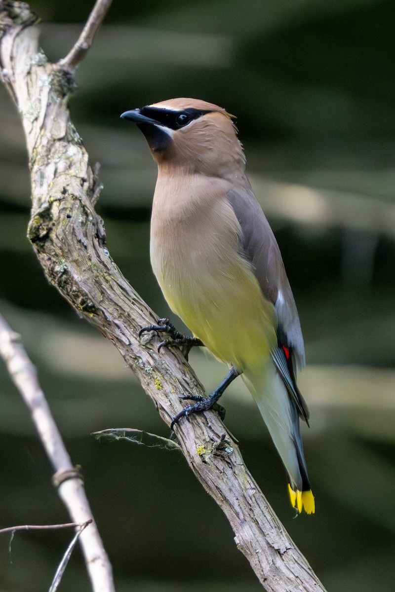 Cedar Waxwing - ML620612858