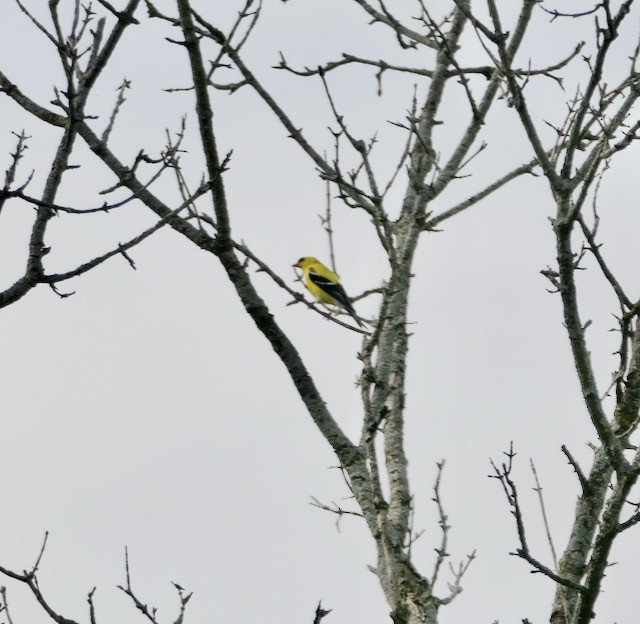 American Goldfinch - L. Scott Milne