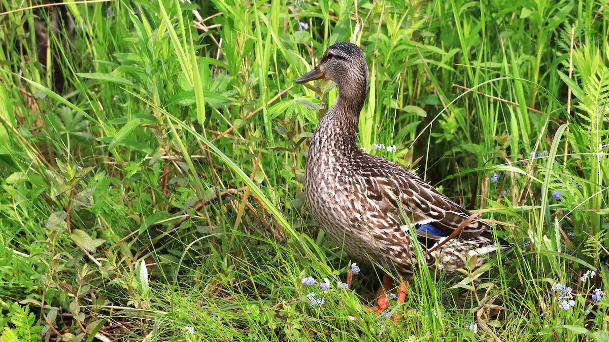 Canard colvert - ML620612862