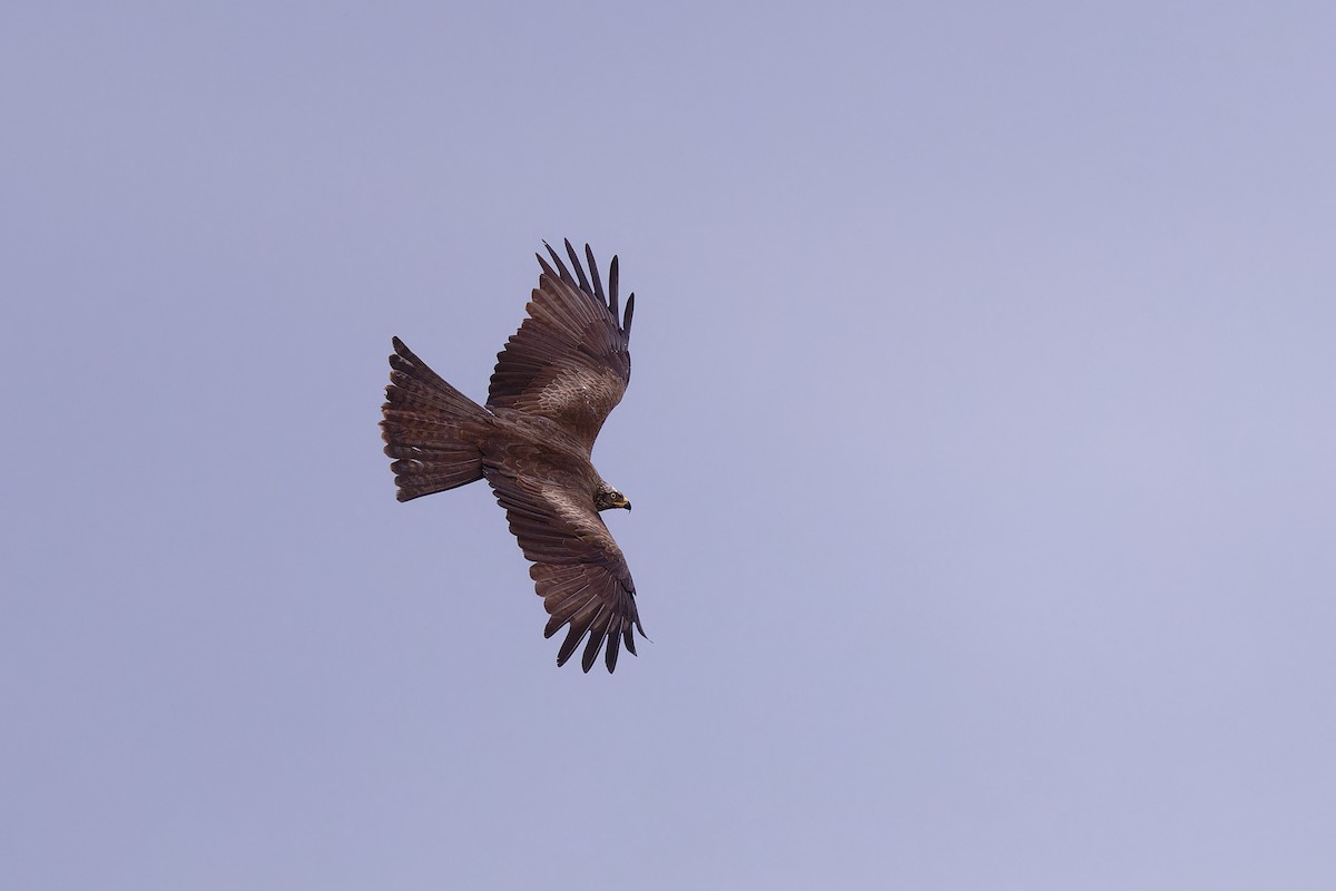 Red Kite - ML620612863