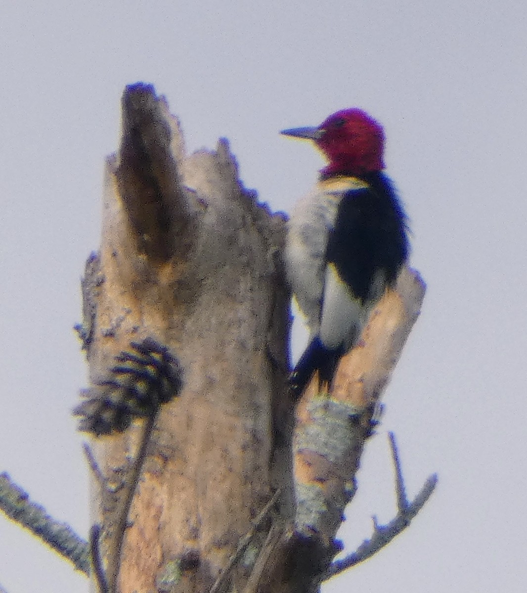 Red-headed Woodpecker - ML620612864