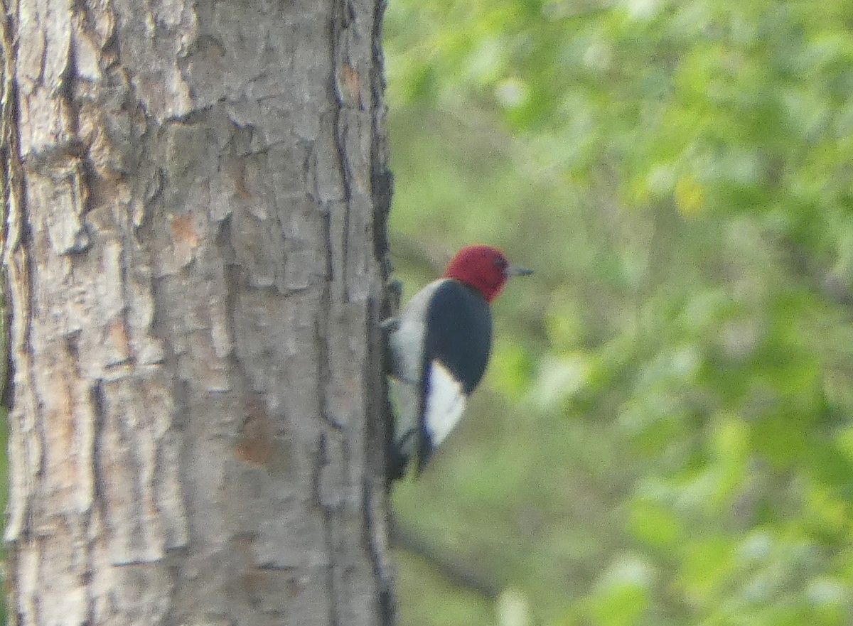 Pic à tête rouge - ML620612865