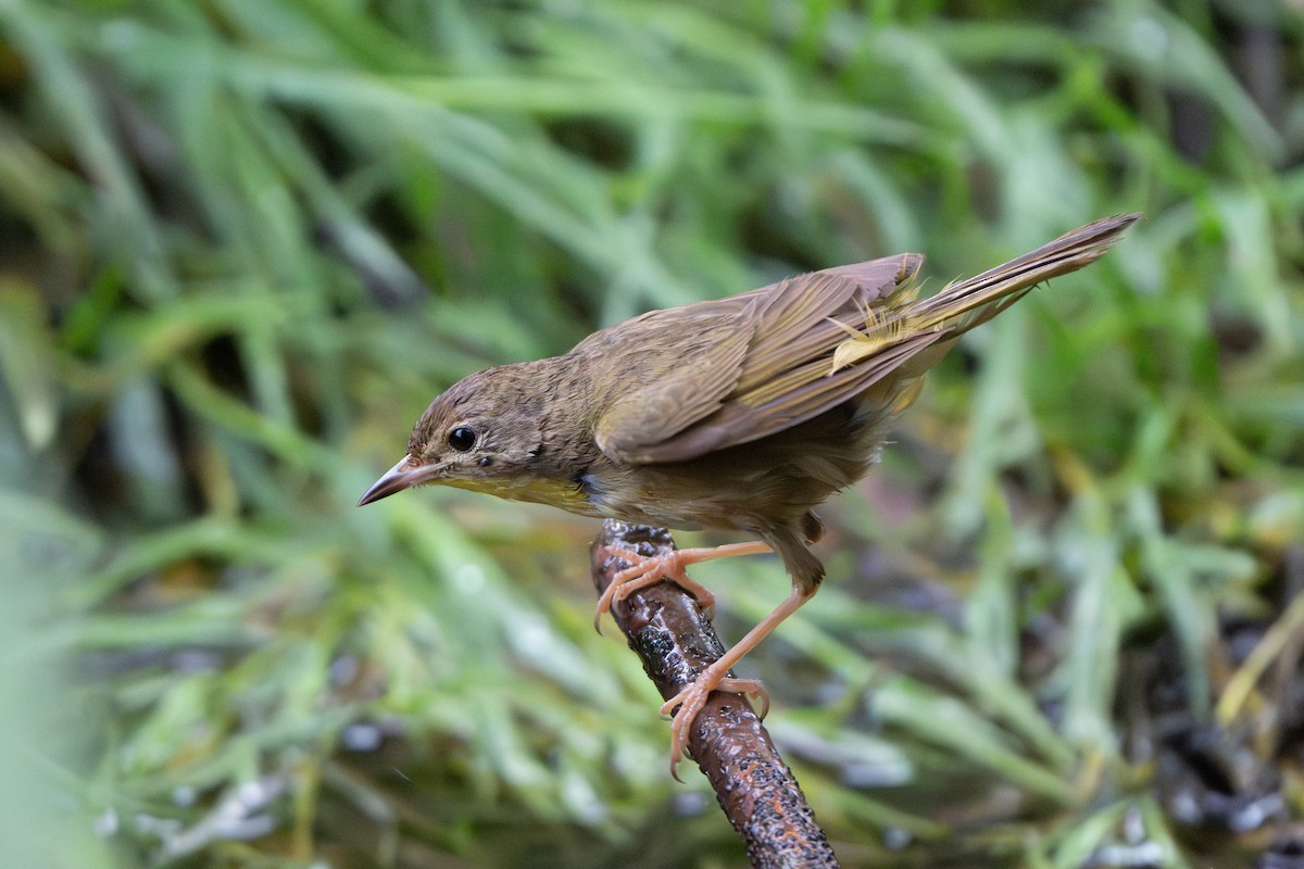 Weidengelbkehlchen - ML620612866