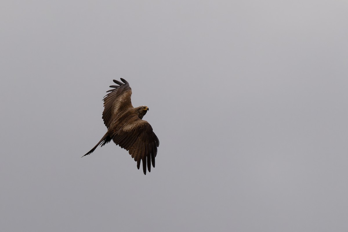 Red Kite - ML620612869