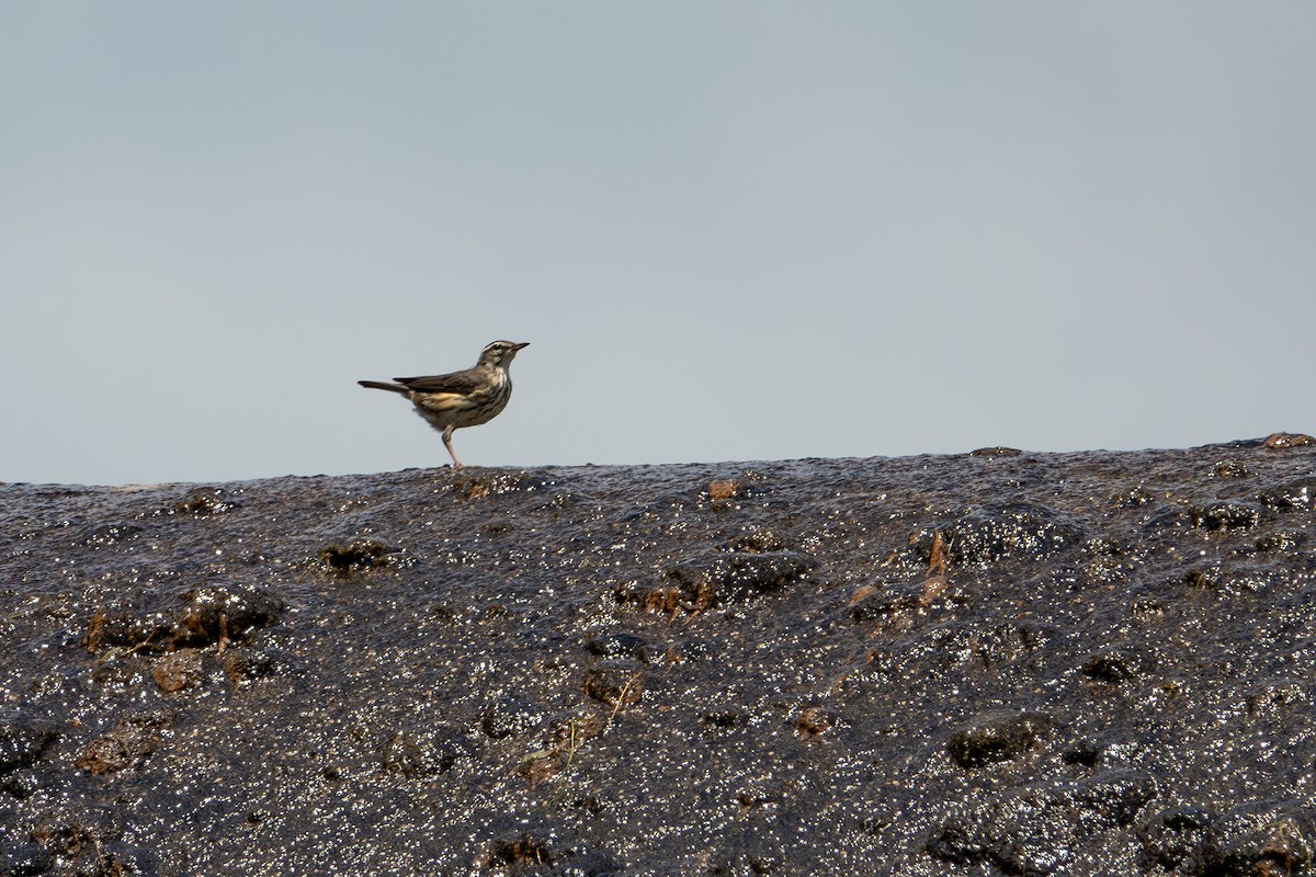 Paruline hochequeue - ML620612870