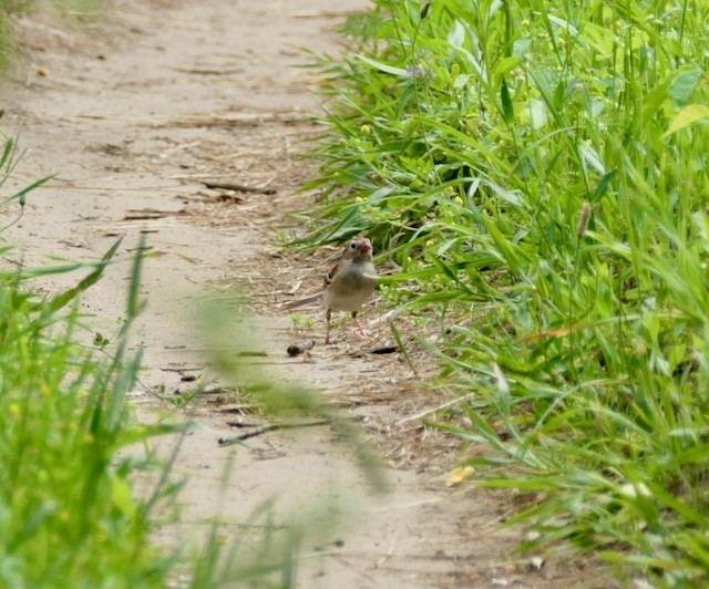 Field Sparrow - ML620612871