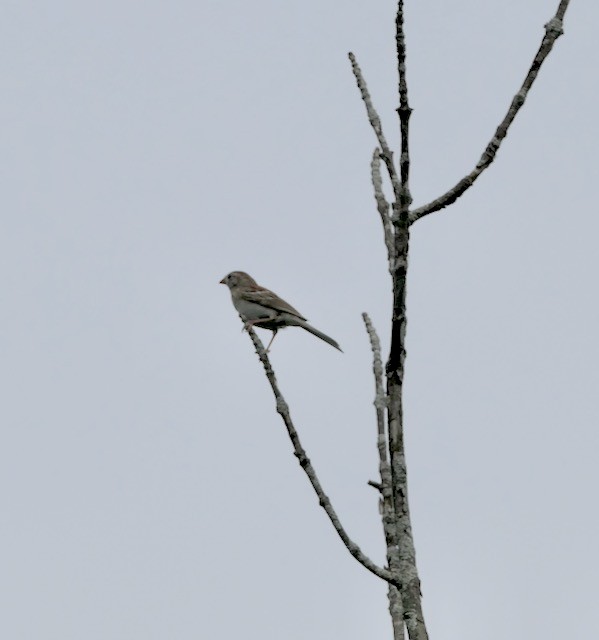 Field Sparrow - ML620612872