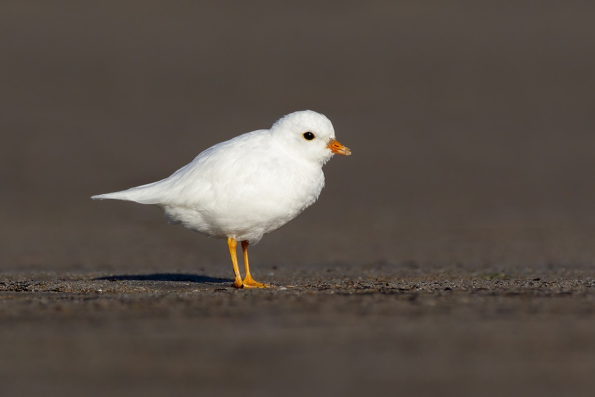 Piping Plover - ML620612873
