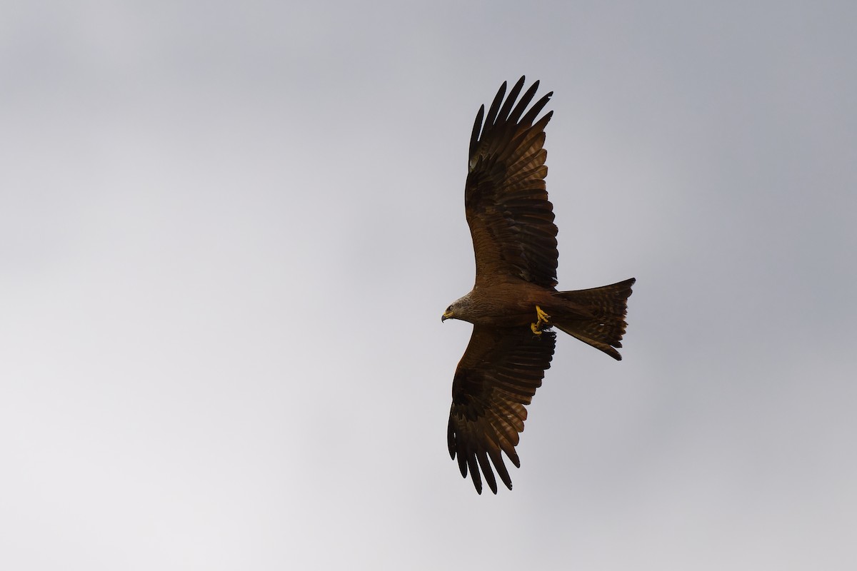 Red Kite - ML620612874